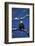 Bald Eagle, Chilkat River, Haines, Alaska, USA-Gerry Reynolds-Framed Photographic Print