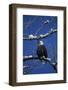 Bald Eagle, Chilkat River, Haines, Alaska, USA-Gerry Reynolds-Framed Photographic Print