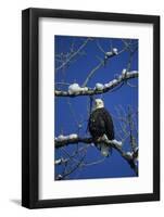 Bald Eagle, Chilkat River, Haines, Alaska, USA-Gerry Reynolds-Framed Photographic Print