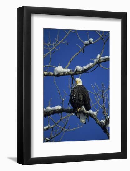 Bald Eagle, Chilkat River, Haines, Alaska, USA-Gerry Reynolds-Framed Photographic Print