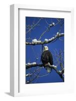 Bald Eagle, Chilkat River, Haines, Alaska, USA-Gerry Reynolds-Framed Photographic Print