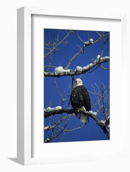 Bald Eagle, Chilkat River, Haines, Alaska, USA-Gerry Reynolds-Framed Photographic Print