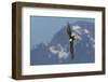 Bald eagle crow-Ken Archer-Framed Photographic Print