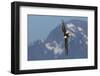 Bald eagle crow-Ken Archer-Framed Photographic Print