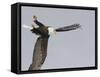 Bald Eagle Dive for Prey, Homer, Alaska, USA-Arthur Morris-Framed Stretched Canvas