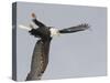 Bald Eagle Dive for Prey, Homer, Alaska, USA-Arthur Morris-Stretched Canvas