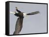 Bald Eagle Dive for Prey, Homer, Alaska, USA-Arthur Morris-Framed Stretched Canvas