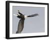 Bald Eagle Dive for Prey, Homer, Alaska, USA-Arthur Morris-Framed Photographic Print