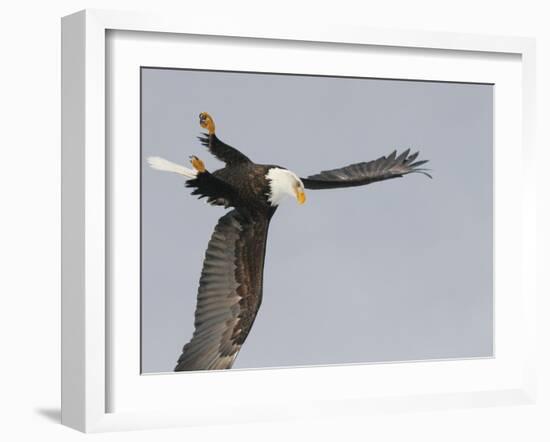 Bald Eagle Dive for Prey, Homer, Alaska, USA-Arthur Morris-Framed Photographic Print