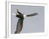 Bald Eagle Dive for Prey, Homer, Alaska, USA-Arthur Morris-Framed Photographic Print