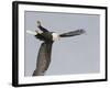 Bald Eagle Dive for Prey, Homer, Alaska, USA-Arthur Morris-Framed Photographic Print