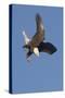 Bald Eagle Dives with Talons Out-Hal Beral-Stretched Canvas