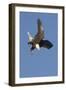 Bald Eagle Dives with Talons Out-Hal Beral-Framed Premium Photographic Print