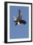 Bald Eagle Dives with Talons Out-Hal Beral-Framed Premium Photographic Print