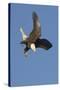 Bald Eagle Dives with Talons Out-Hal Beral-Stretched Canvas