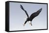 Bald Eagle Dives with Talons Out-Hal Beral-Framed Stretched Canvas