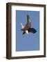 Bald Eagle Dives with Talons Out-Hal Beral-Framed Photographic Print