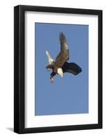 Bald Eagle Dives with Talons Out-Hal Beral-Framed Photographic Print