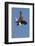 Bald Eagle Dives with Talons Out-Hal Beral-Framed Photographic Print