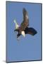 Bald Eagle Dives with Talons Out-Hal Beral-Mounted Photographic Print