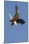 Bald Eagle Dives with Talons Out-Hal Beral-Mounted Photographic Print