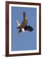 Bald Eagle Dives with Talons Out-Hal Beral-Framed Photographic Print