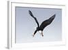 Bald Eagle Dives with Talons Out-Hal Beral-Framed Photographic Print