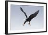 Bald Eagle Dives with Talons Out-Hal Beral-Framed Photographic Print