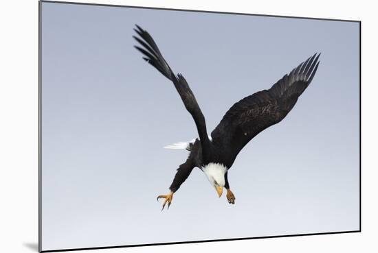 Bald Eagle Dives with Talons Out-Hal Beral-Mounted Photographic Print