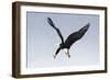 Bald Eagle Dives with Talons Out-Hal Beral-Framed Photographic Print