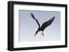 Bald Eagle Dives with Talons Out-Hal Beral-Framed Photographic Print