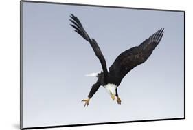 Bald Eagle Dives with Talons Out-Hal Beral-Mounted Photographic Print