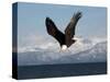Bald Eagle Diving, Homer, Alaska, USA-David Northcott-Stretched Canvas