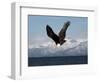 Bald Eagle Diving, Homer, Alaska, USA-David Northcott-Framed Photographic Print