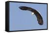 Bald Eagle Diving-Ken Archer-Framed Stretched Canvas