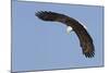 Bald Eagle Diving-Ken Archer-Mounted Photographic Print