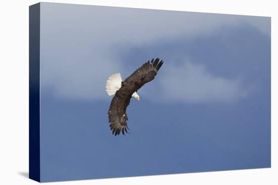 Bald Eagle Diving-Ken Archer-Stretched Canvas