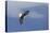 Bald Eagle Diving-Ken Archer-Stretched Canvas