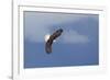 Bald Eagle Diving-Ken Archer-Framed Photographic Print