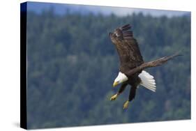 Bald Eagle Diving-Ken Archer-Stretched Canvas