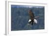 Bald Eagle Diving-Ken Archer-Framed Photographic Print