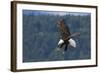 Bald Eagle Diving-Ken Archer-Framed Photographic Print