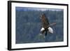 Bald Eagle Diving-Ken Archer-Framed Photographic Print