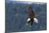 Bald Eagle Diving-Ken Archer-Mounted Photographic Print