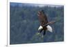 Bald Eagle Diving-Ken Archer-Framed Photographic Print
