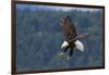 Bald Eagle Diving-Ken Archer-Framed Photographic Print