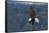 Bald Eagle Diving-Ken Archer-Framed Stretched Canvas