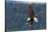 Bald Eagle Diving-Ken Archer-Stretched Canvas