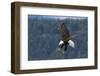 Bald Eagle Diving-Ken Archer-Framed Photographic Print