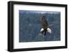 Bald Eagle Diving-Ken Archer-Framed Photographic Print